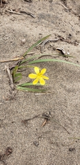 Sisyrinchium graminifolium