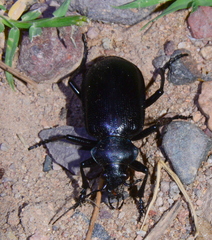 Calosoma peregrinator