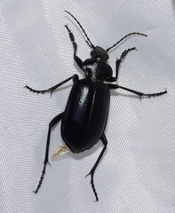 Calosoma peregrinator