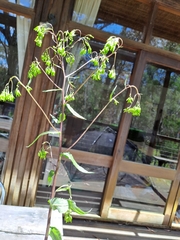 Senecio linearifolius linearifolius