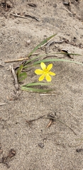 Sisyrinchium graminifolium