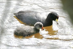 Fulica americana columbiana