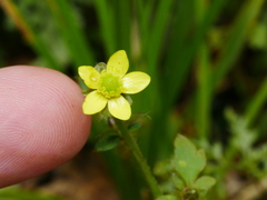 Ranunculus reflexus