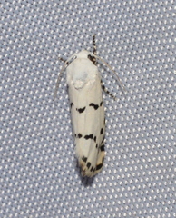 Grotella binda