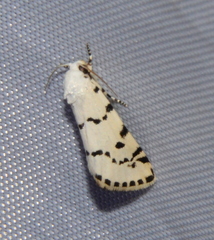 Grotella binda