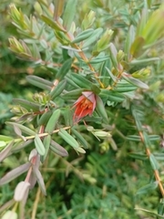 Darwinia citriodora