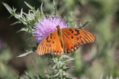 Dione vanillae maculosa