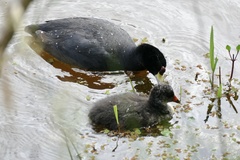 Fulica americana columbiana