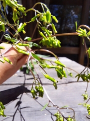 Senecio linearifolius linearifolius