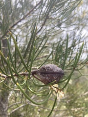 Hakea lissosperma