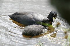 Fulica americana columbiana