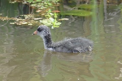 Fulica americana columbiana