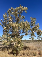 Corymbia terminalis
