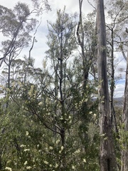 Hakea lissosperma