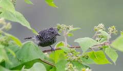 Thamnophilus multistriatus