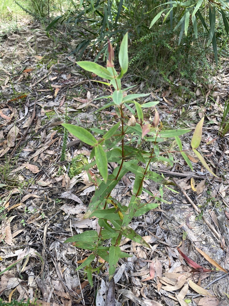 narrowleaf peppermint gum from Gibbs Rd, Healesville, VIC, AU on