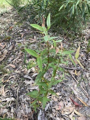 Eucalyptus radiata
