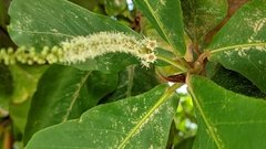 Terminalia catappa