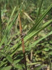 Merocoris