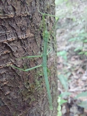 Clitarchus hookeri