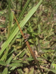 Merocoris