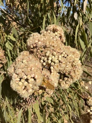 Corymbia terminalis