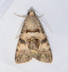 Bulia deducta