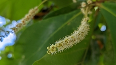 Terminalia catappa