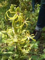 Habenaria novemfida