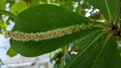 Terminalia catappa