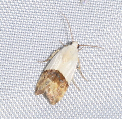 Ponometia elegantula