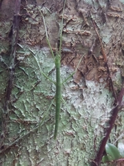Clitarchus hookeri