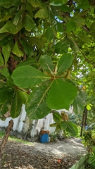 Terminalia catappa