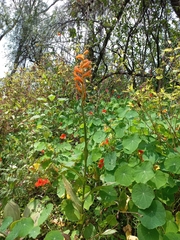 Dichromanthus aurantiacus