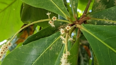 Terminalia catappa