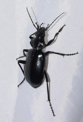 Calosoma peregrinator
