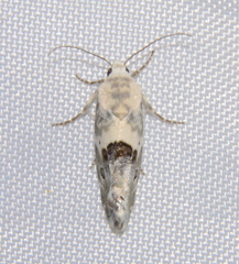 Acontiini