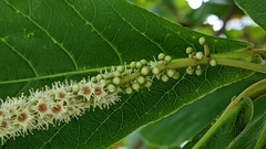 Terminalia catappa