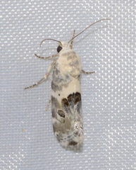 Acontiini