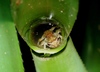 Santa Teresa Snouted Tree Frog - Photo (c) Flávio Mendes, some rights reserved (CC BY-NC), uploaded by Flávio Mendes