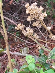 Sida cordifolia