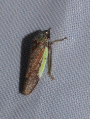 Hamana