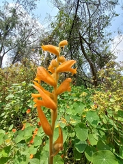 Dichromanthus aurantiacus