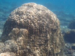 Porites