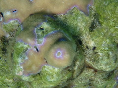 Porites