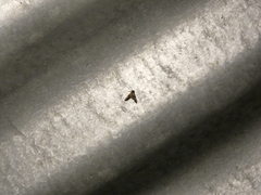 Cryptocosma perlalis