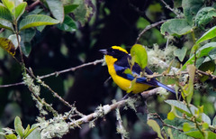 Anisognathus somptuosus