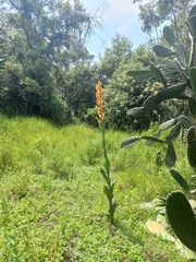 Dichromanthus aurantiacus