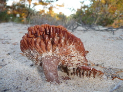 Laccaria maritima