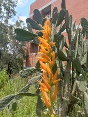 Dichromanthus aurantiacus